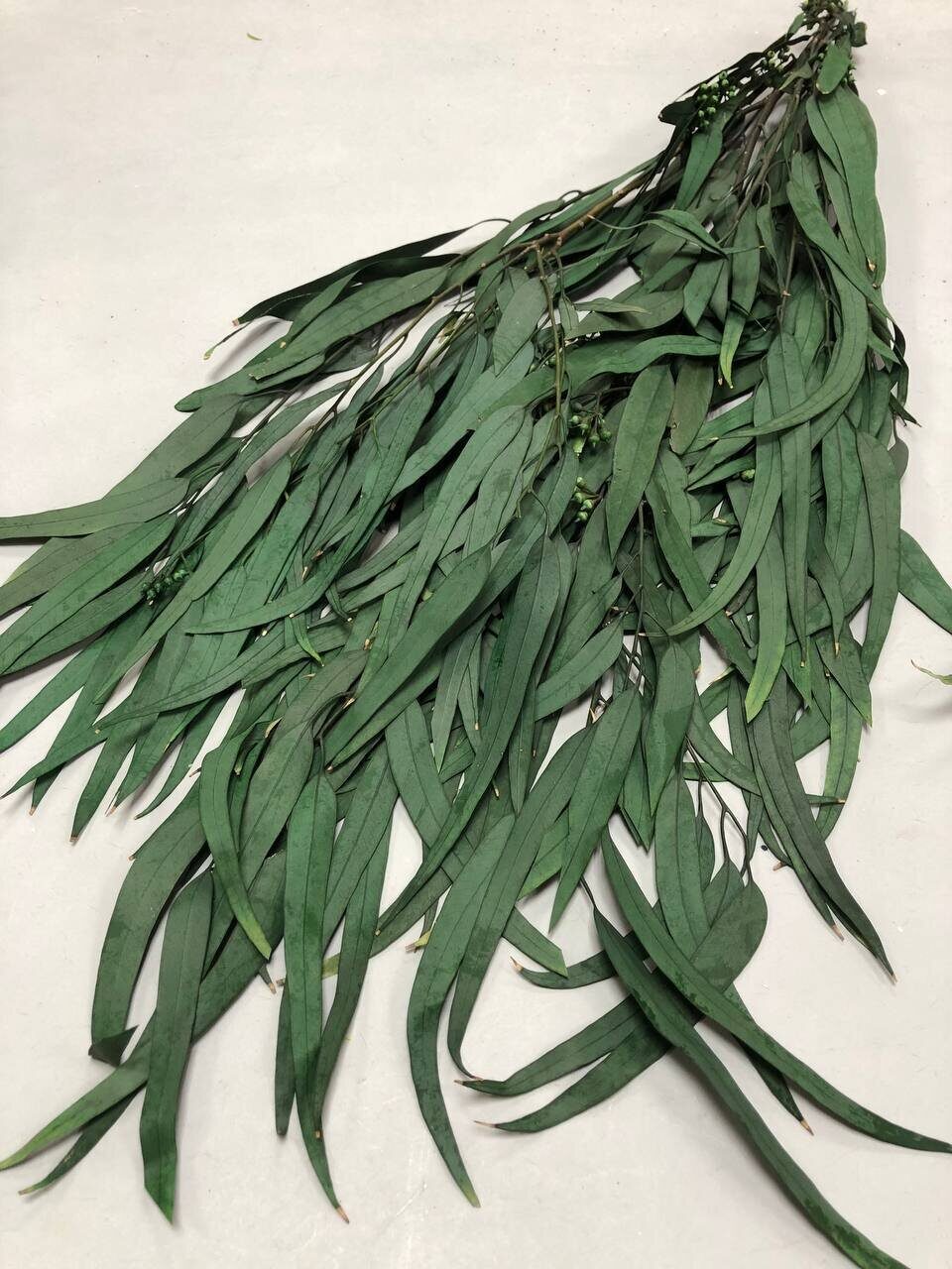 Эвкалипт Николи стабилизированный зеленый